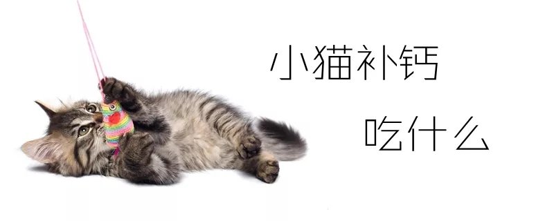 小猫补钙吃什么