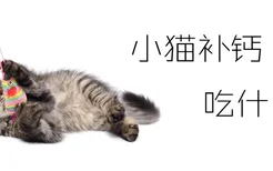 小猫补钙吃什么