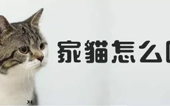 家猫怎么喂养