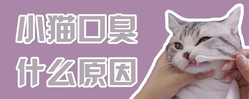 小猫口臭什么原因