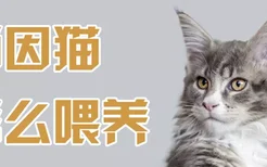 缅因猫怎么喂养