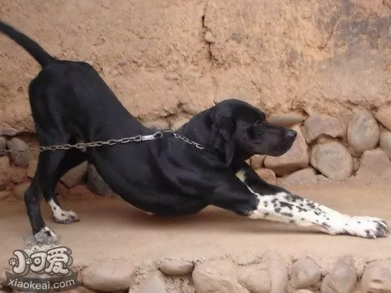 波音达猎犬耳朵怎么清洁 波音达猎犬耳朵护理流程1