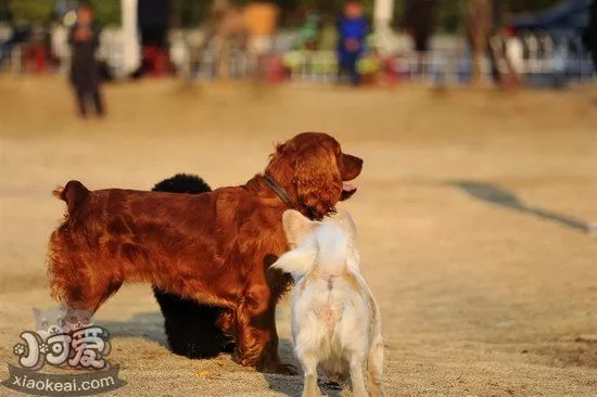 田野小猎犬怎么剪指甲 田野小猎犬指甲修剪方法1