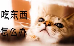 小猫吃东西噎到怎么办