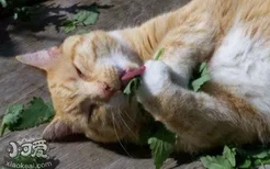 猫薄荷怎么吃 你不知道的猫薄荷新姿势