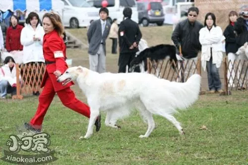 苏俄猎狼犬怎么修剪指甲 苏俄猎狼犬护理之剪指甲