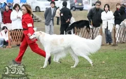 苏俄猎狼犬怎么修剪指甲 苏俄猎狼犬护理之剪指甲