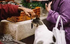 怎么训练暹罗猫翻跟头 训练猫翻跟斗技巧