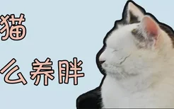 家猫怎么养胖