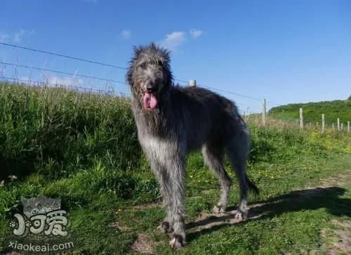 苏格兰猎鹿犬掉毛怎么办 掉毛程度介绍