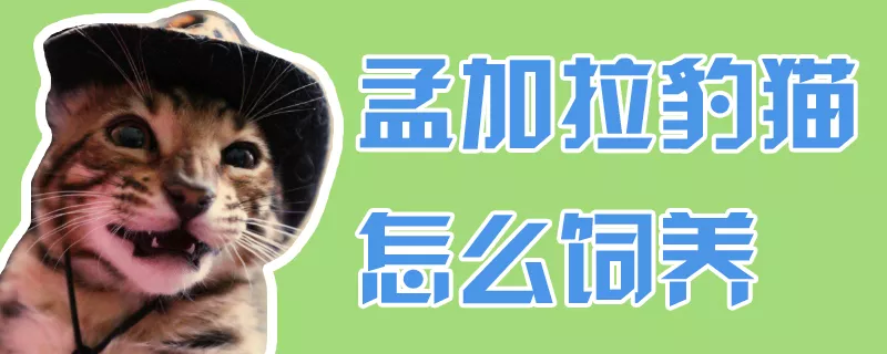 孟加拉豹猫怎么饲养