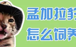 孟加拉豹猫怎么饲养