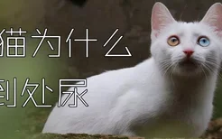 猫猫为什么到处尿