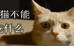 橘猫不能吃什么