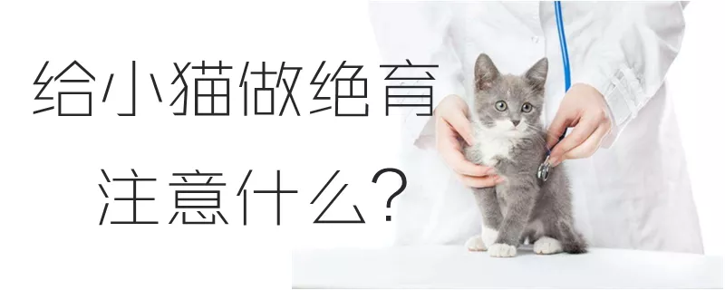 给小猫做绝育注意什么