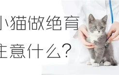 给小猫做绝育注意什么