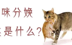 猫咪分娩前兆是什么