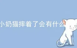 小奶猫摔着了会有什么症状