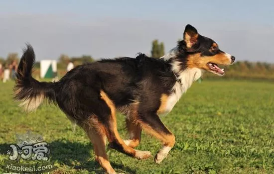 澳洲牧羊犬有螨虫用什么药 澳大利亚牧羊犬螨虫用药