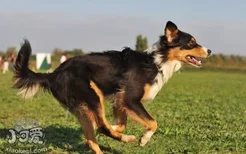 澳洲牧羊犬有螨虫用什么药 澳大利亚牧羊犬螨虫用药