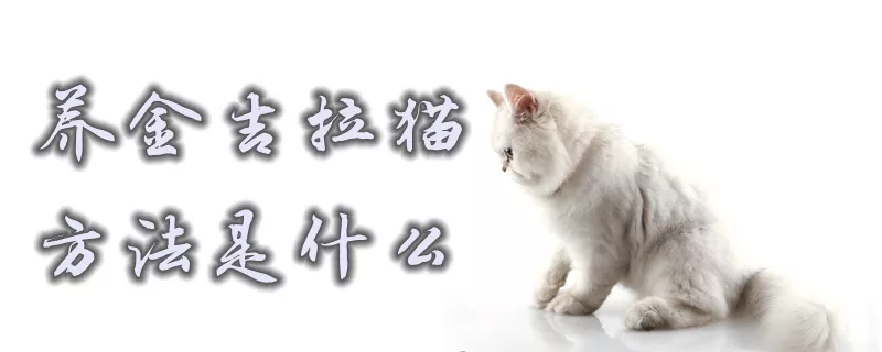 养金吉拉猫的方法是什么