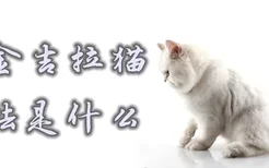 养金吉拉猫的方法是什么