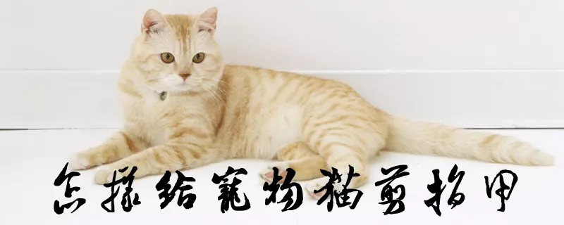 怎样给宠物猫剪指甲