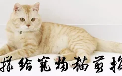 怎样给宠物猫剪指甲