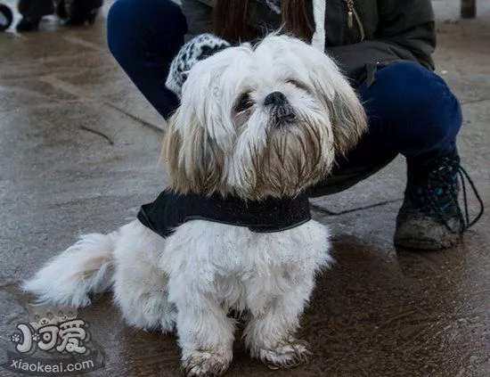 拉萨犬怎么养 拉萨犬饲养心得1