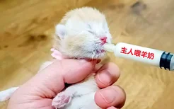 小猫呛奶症状 快来看看正确的喂奶姿势