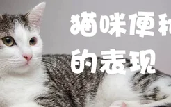 猫咪便秘的表现有哪些