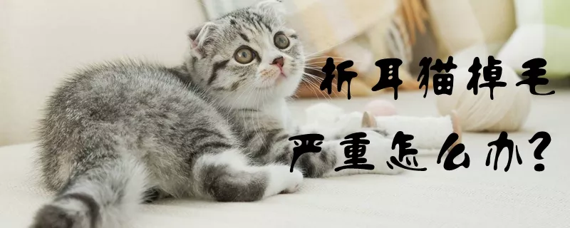 折耳猫掉毛严重怎么办