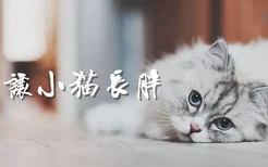 怎么让小猫长胖