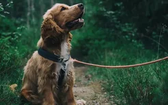 狗咬了没有破有红印需打针吗 理性看待狂犬病