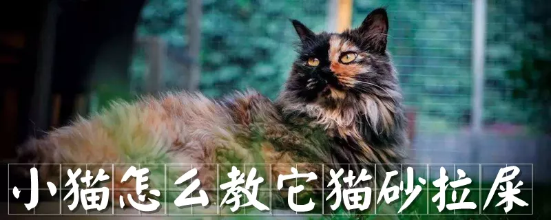 小猫怎么教它猫砂拉屎