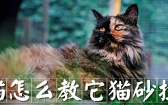 小猫怎么教它猫砂拉屎