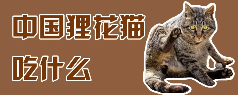 中国狸花猫吃什么