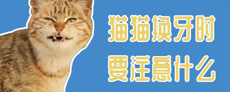 猫猫换牙时要注意什么