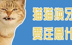 猫猫换牙时要注意什么