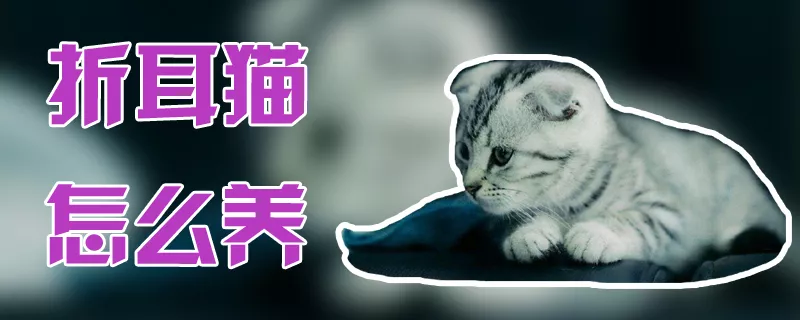 折耳猫怎么养