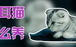 折耳猫怎么养