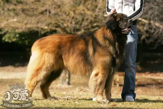 兰波格犬毛发怎么护理 兰波格犬毛发护理方法1