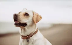 狗低血糖有什么症状 幼犬和产后母犬最易低血糖