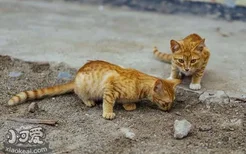 流浪猫吃火腿肠吗