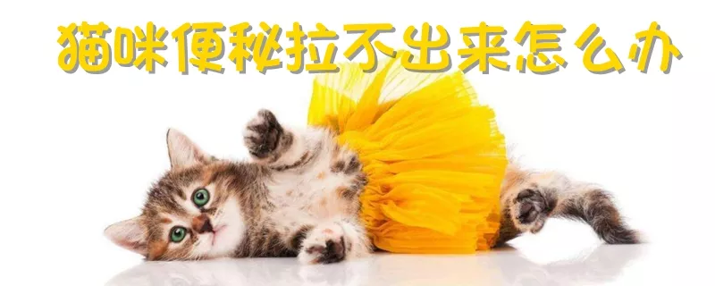 猫咪便秘拉不出来怎么办