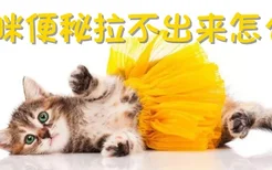 猫咪便秘拉不出来怎么办