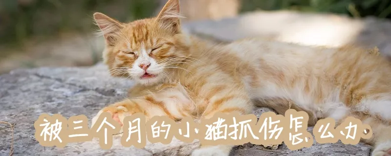 被三个月的小猫抓伤怎么办