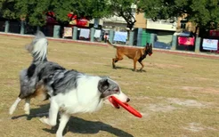 边境牧羊犬湿疹怎么治 湿疹是真的很难受的，及时治疗！