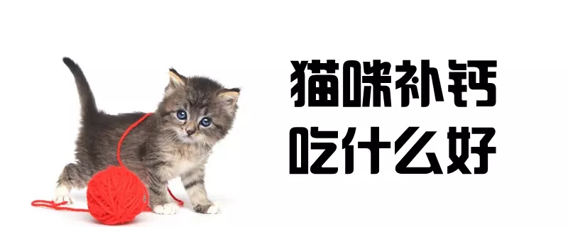 猫咪补钙吃什么好