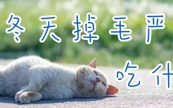 猫冬天掉毛严重吃什么